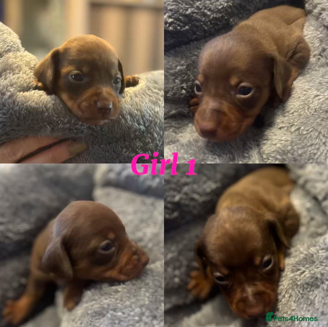 Dachshund dogs for sale: Tweener Dachshund Puppies - Advert 5