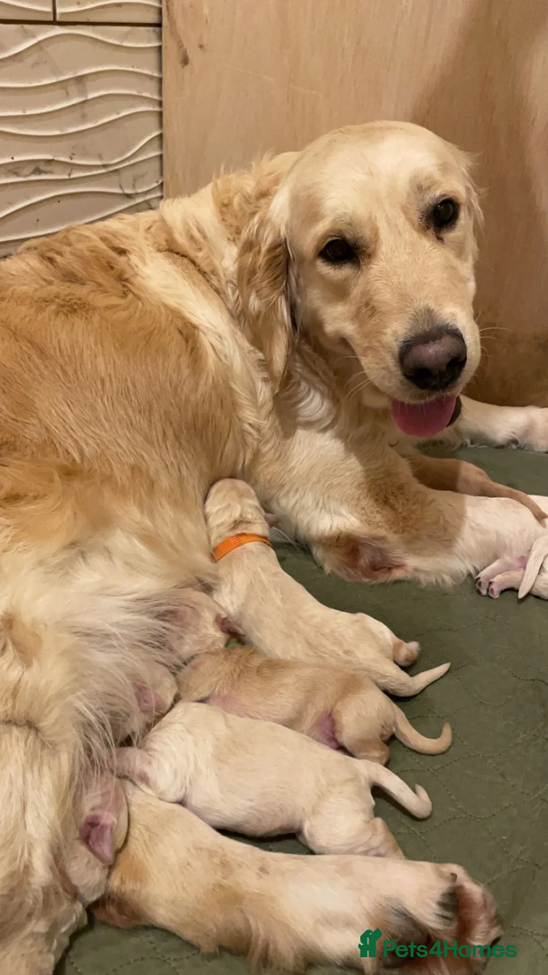 Poodle dogs for stud: K.C Reg Standard Poodle for Stud  in Chesterfield - Advert 9