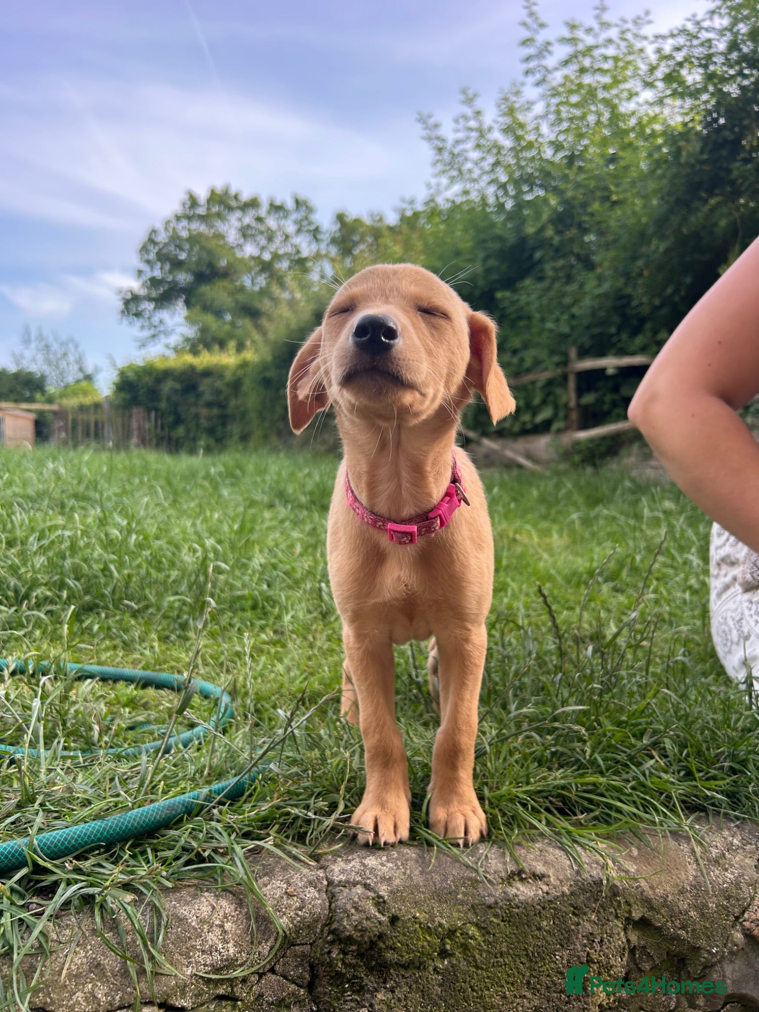 Mixed Breed dogs Whippador Puppies - Advert 1