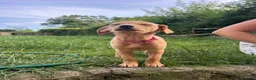 Mixed Breed dogs for sale: Whippador Puppies - Advert 1