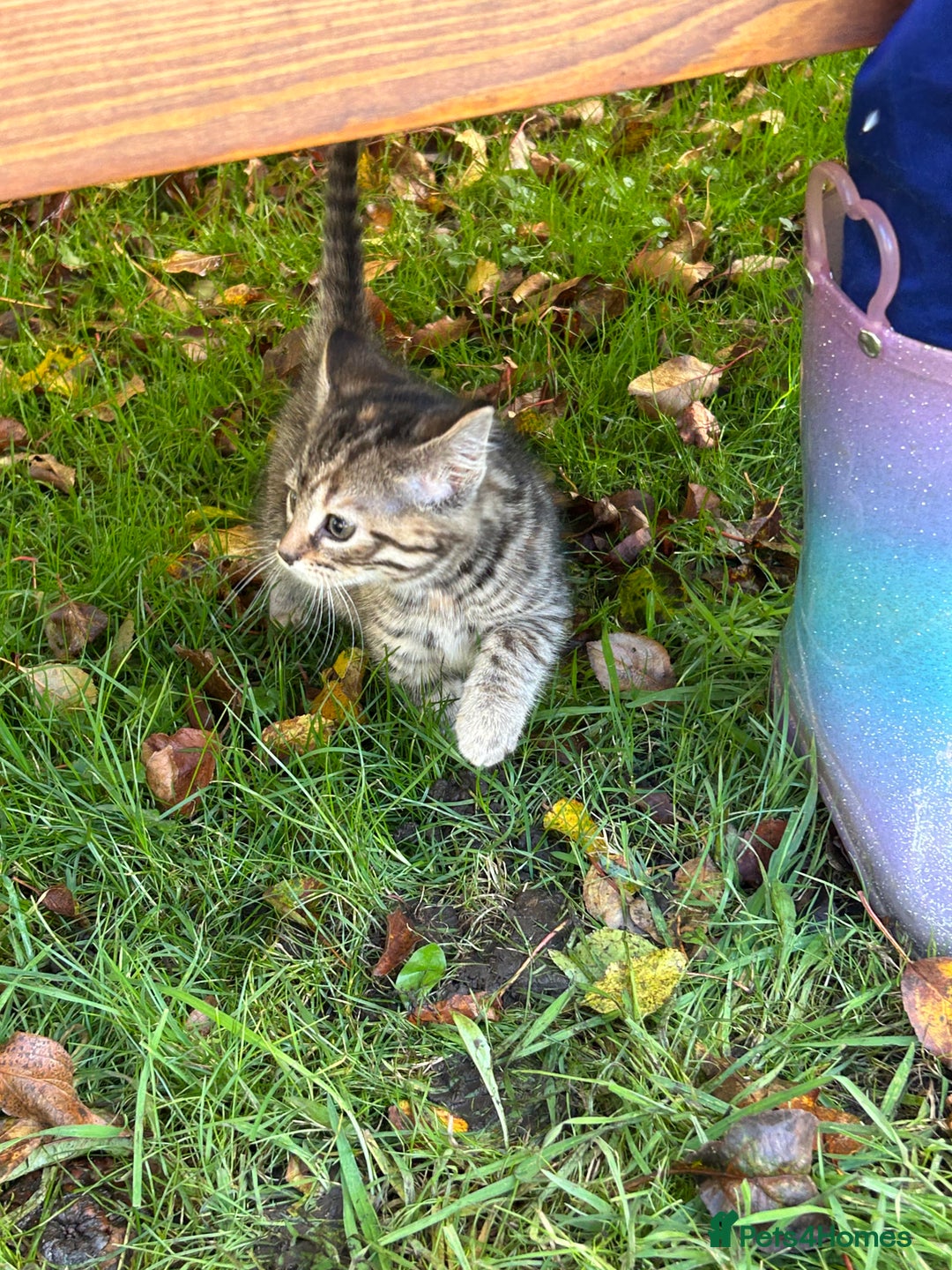 Mixed Breed cats for sale: Gorgeous kittens for sale - Advert 13