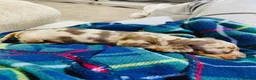 Miniature Dachshund dogs for sale: Beautiful dapple miniature dachshund puppies  in Whitby - Advert 3