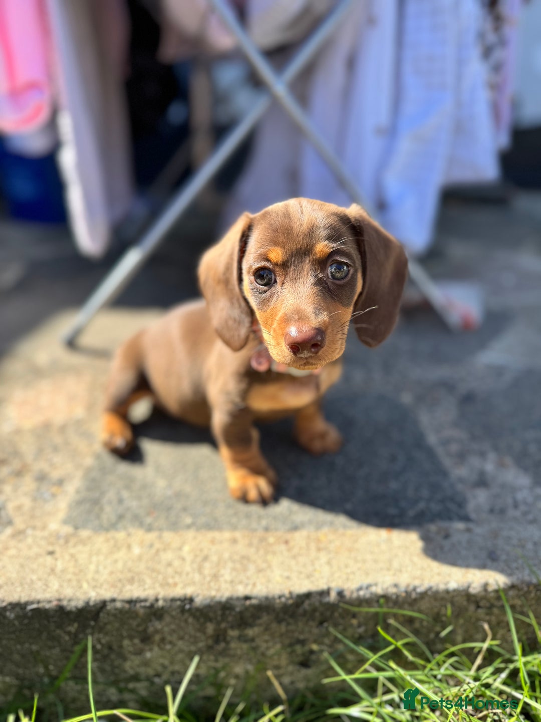 Miniature Dachshund dogs for sale: 2 female miniature dachshunds  - Image 1