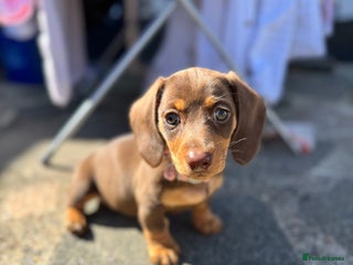 Miniature Dachshund dogs - Advert 8