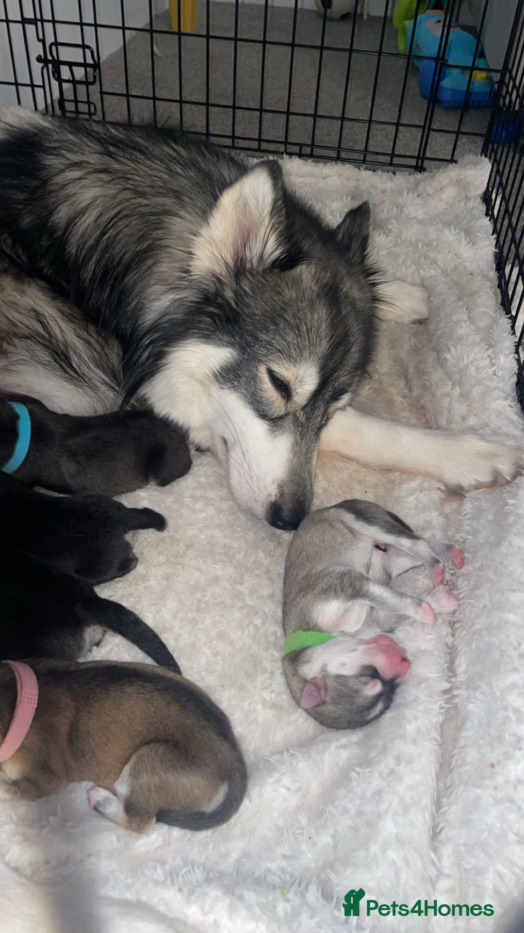 Siberian Husky dogs for sale: Husky pups - Advert 3