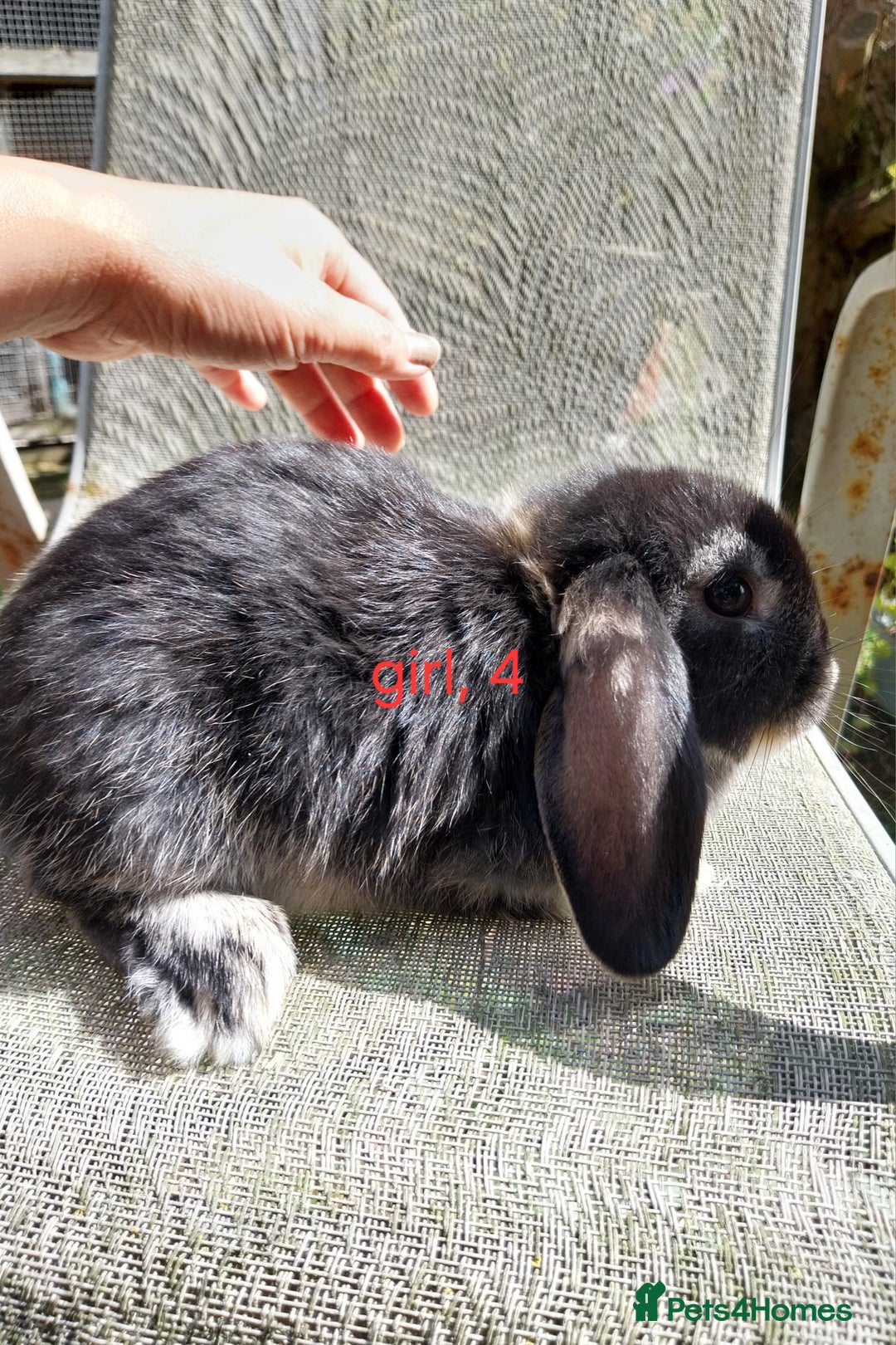 Mini Lop rabbits for sale: Mini lops for sale  - Image 4