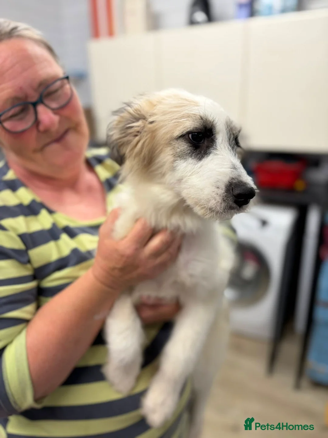 Mixed Breed dogs for adoption: Lulu The Little Survivor with the Big Personality - Advert 2