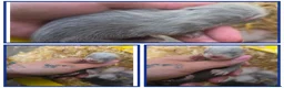 Ferret rodents for sale: Beautiful ferret kits - Advert 3