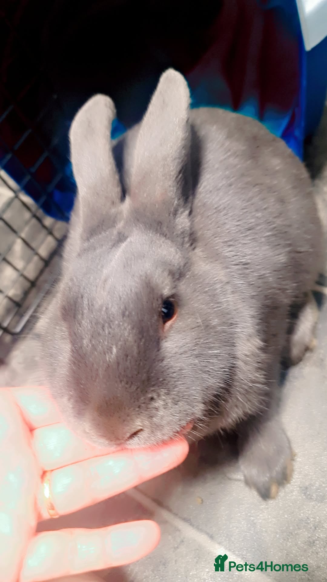 Alaska rabbits for sale: Alaskan rabbits - Advert 8