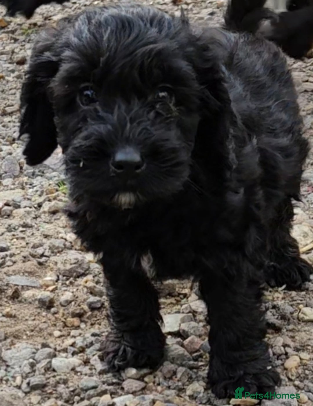 Cockapoo dogs for sale: ONE GORGEOUS BOY LEFT small cockapoos - Image 1