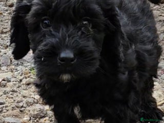 Cockapoo dogs - Advert 8