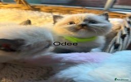 Ragdoll cats for sale: TICA Pedigree Ragdolls 💎✨ - Image 12