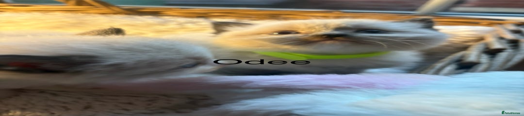 Odee 