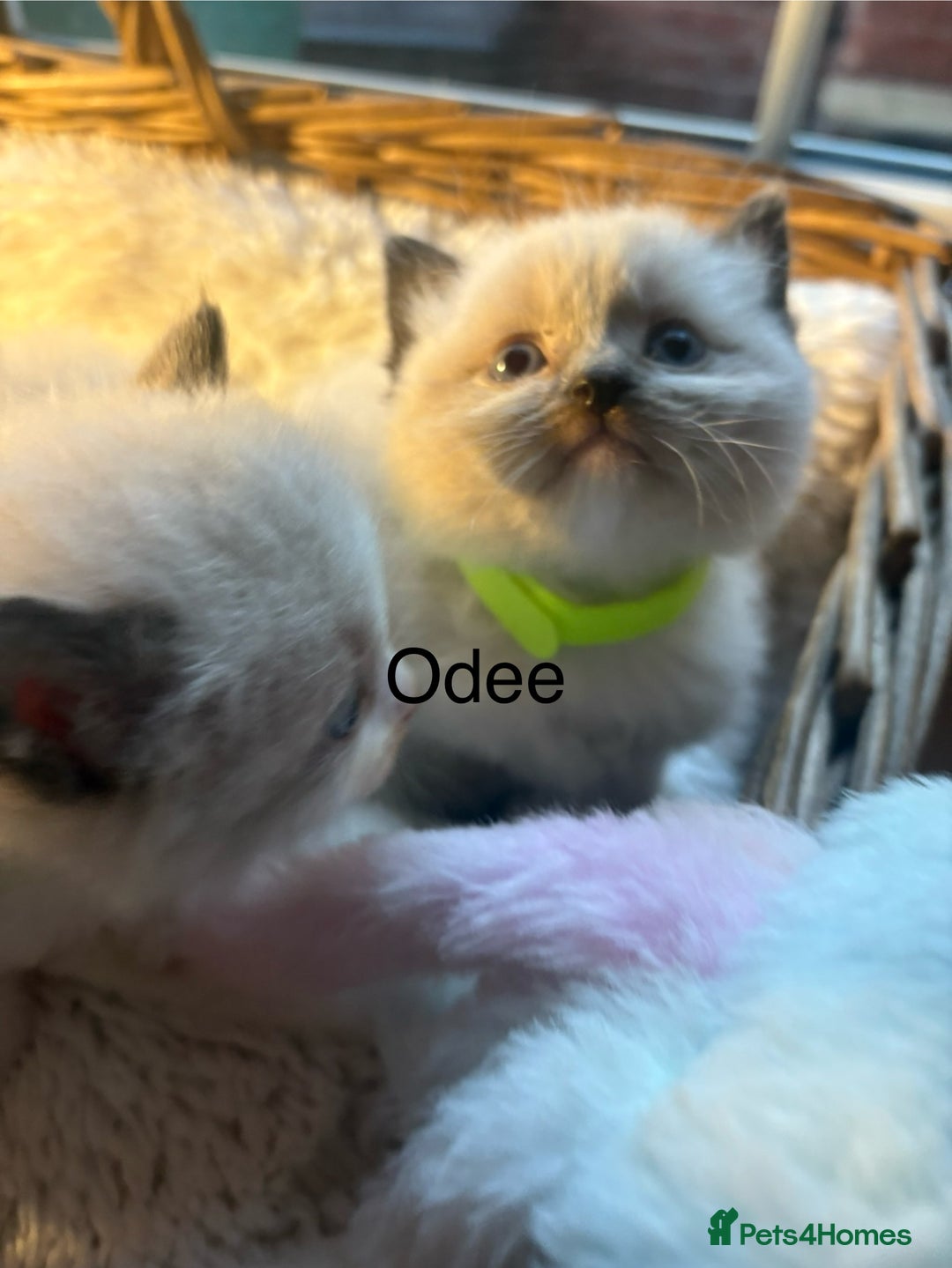 Ragdoll cats for sale: TICA Pedigree Ragdolls 💎✨ - Image 12