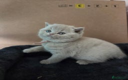 British Shorthair cats for sale: Registered British shorthair kittens  - Image 6