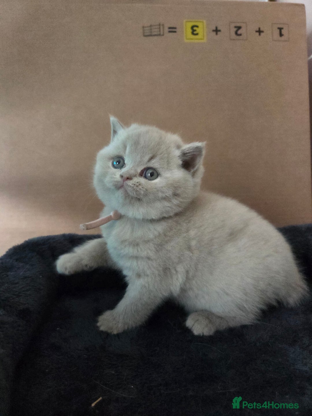 British Shorthair cats for sale: Registered British shorthair kittens  - Image 6