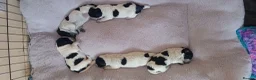 Cocker Spaniel dogs for sale: Stunning Blue Roan Working Cocker Spaniel Puppies in Rugby - Advert 19