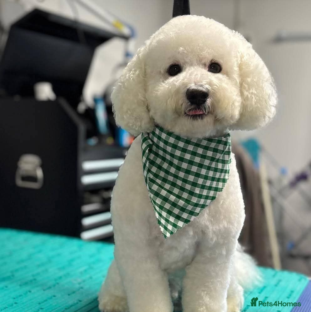 Poochon dogs Teddy 🧸  - Advert 2