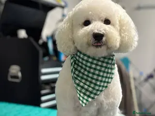 Poochon dogs Teddy 🧸 - Advert 2