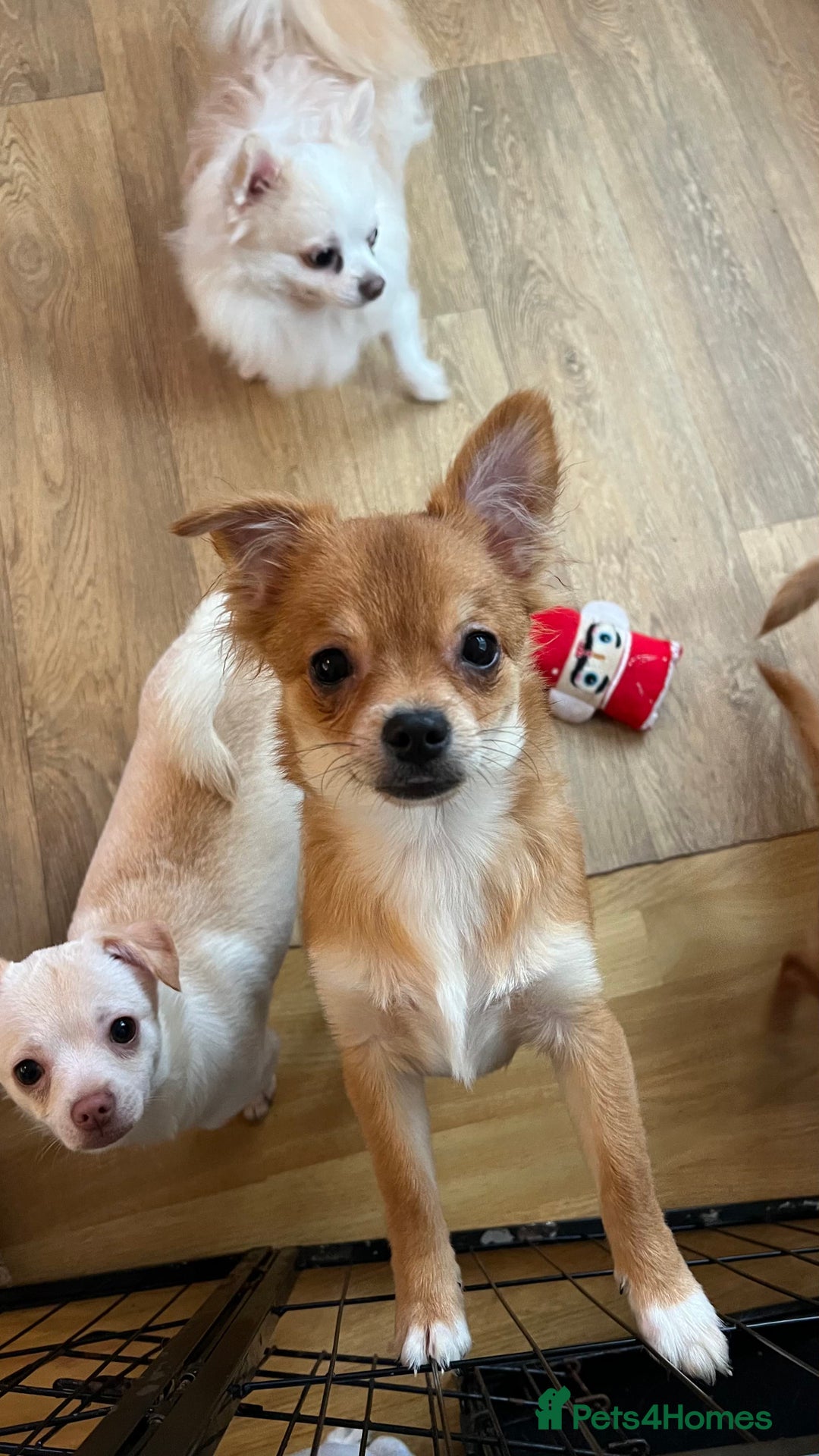 Pomchi dogs for sale: Pomchi's  - Advert 11