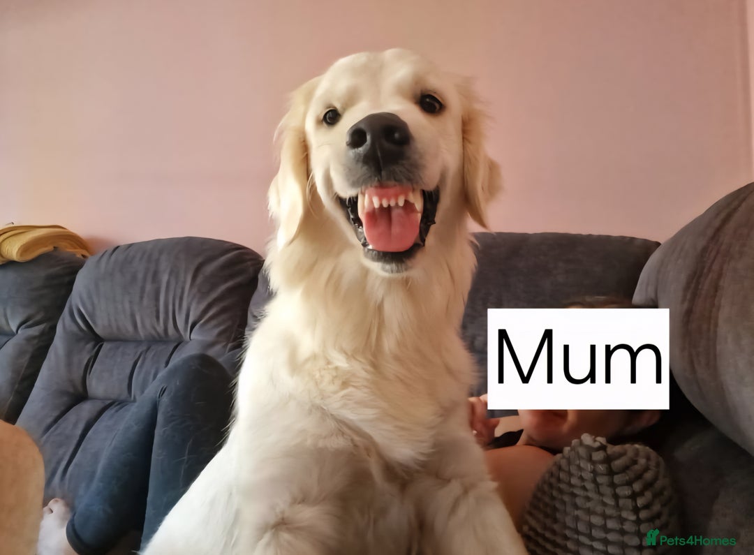 Goldendoodle dogs for sale: Goldendoodle retriever  - Image 31