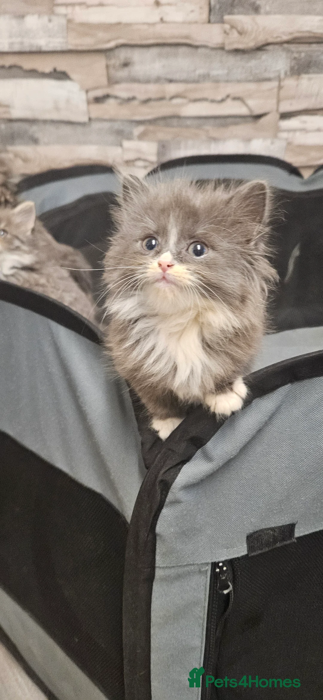 Mixed Breed cats for sale: Munchkin Kittens ready for their forever home - Advert 17