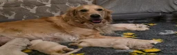 Golden Retriever dogs for sale: KC Golden Retrievers 🧬 Health Tested Parents - Advert 6