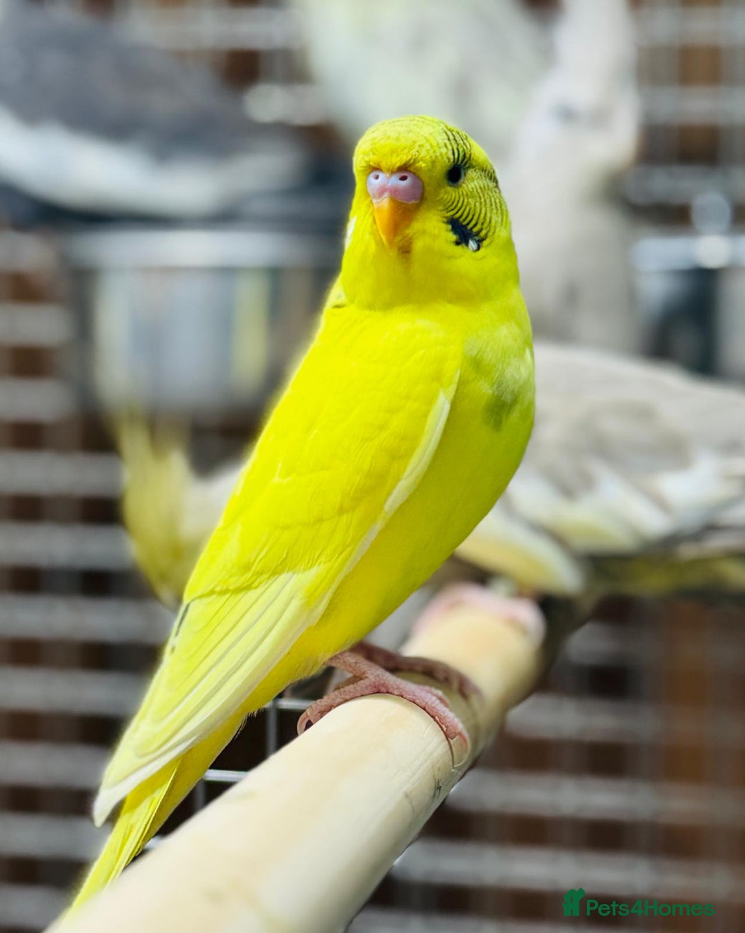 Budgerigars birds for sale: Budgies  - Advert 8