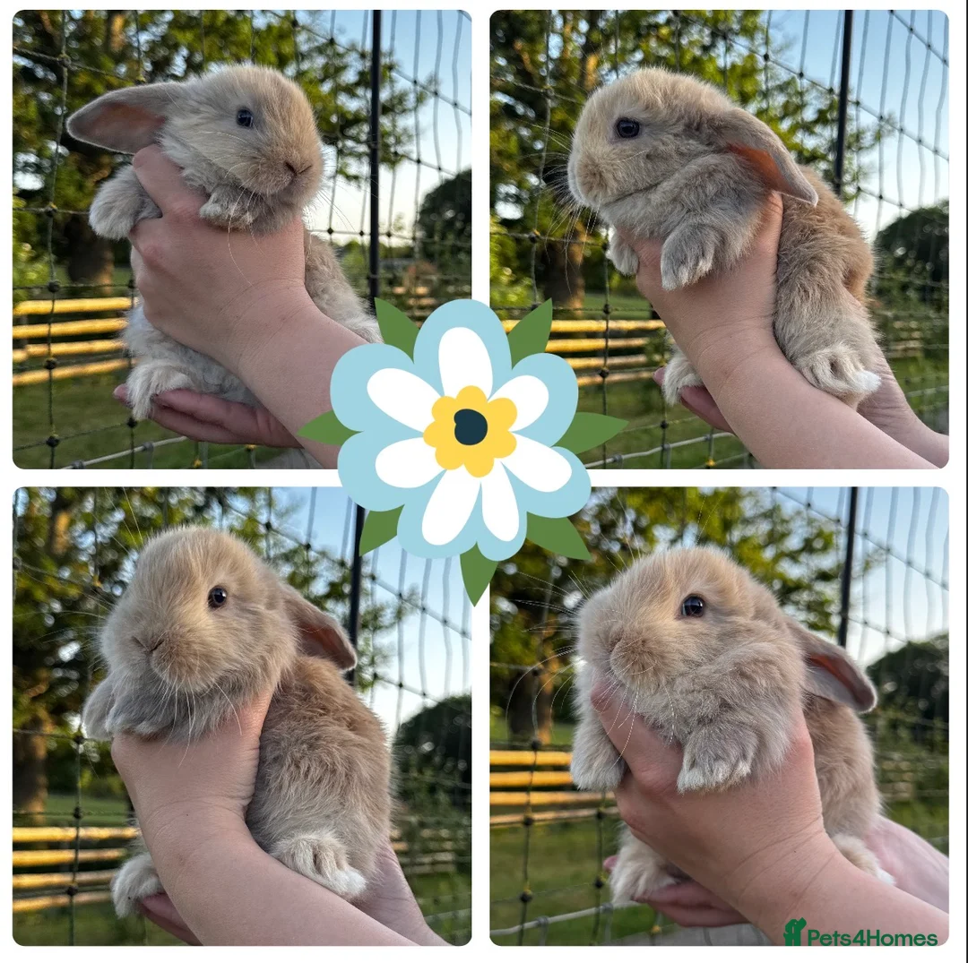 Mini Lop rabbits for sale: 🩷🩵 Lilac Tort and harlequin mini lops 🩵🩷 - Advert 2