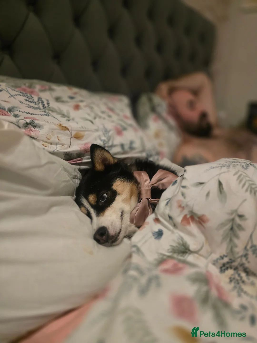 Pomsky dogs for sale: Reluctant sale of beloved girl - Advert 9