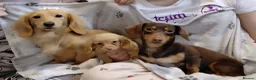Miniature Dachshund dogs for sale: ✨️Longhaired Cream Male toy miniature Dachshund✨️ - Advert 3