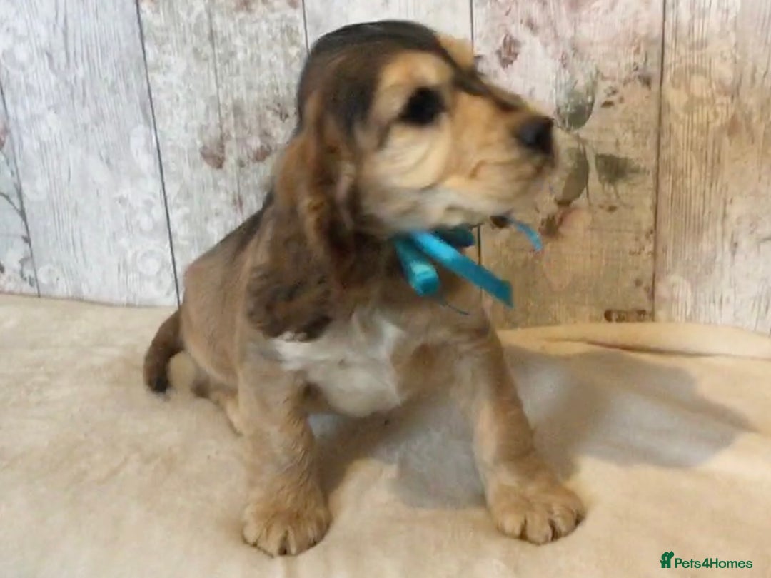 Mixed Breed dogs for sale: Adorable/ Social/Confident Cockalier pups - Advert 23