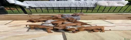 Rhodesian Ridgeback dogs for sale: 2 outstanding boys looking for forever homes  - Advert 7