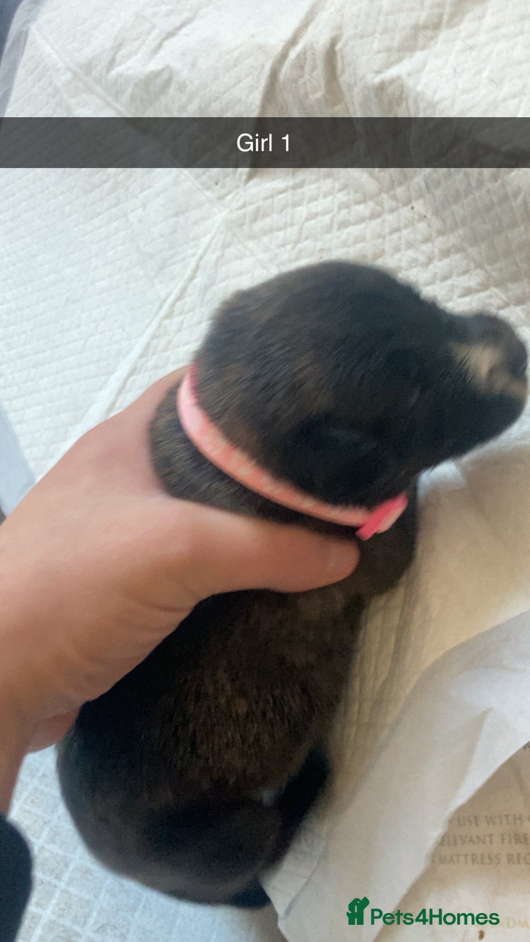Mixed Breed dogs for sale: PressaXAmerican bull dog  - Image 4