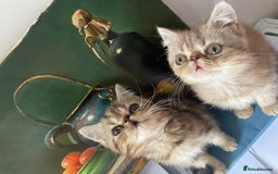 Persian cats for sale: Two beautiful persian 9 weeks old  - Image 4
