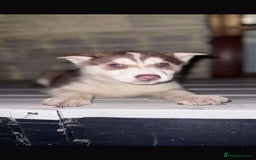 Siberian Husky dogs for sale: Adorable Black & Brown Husky Puppies –Great Price! - Image 8