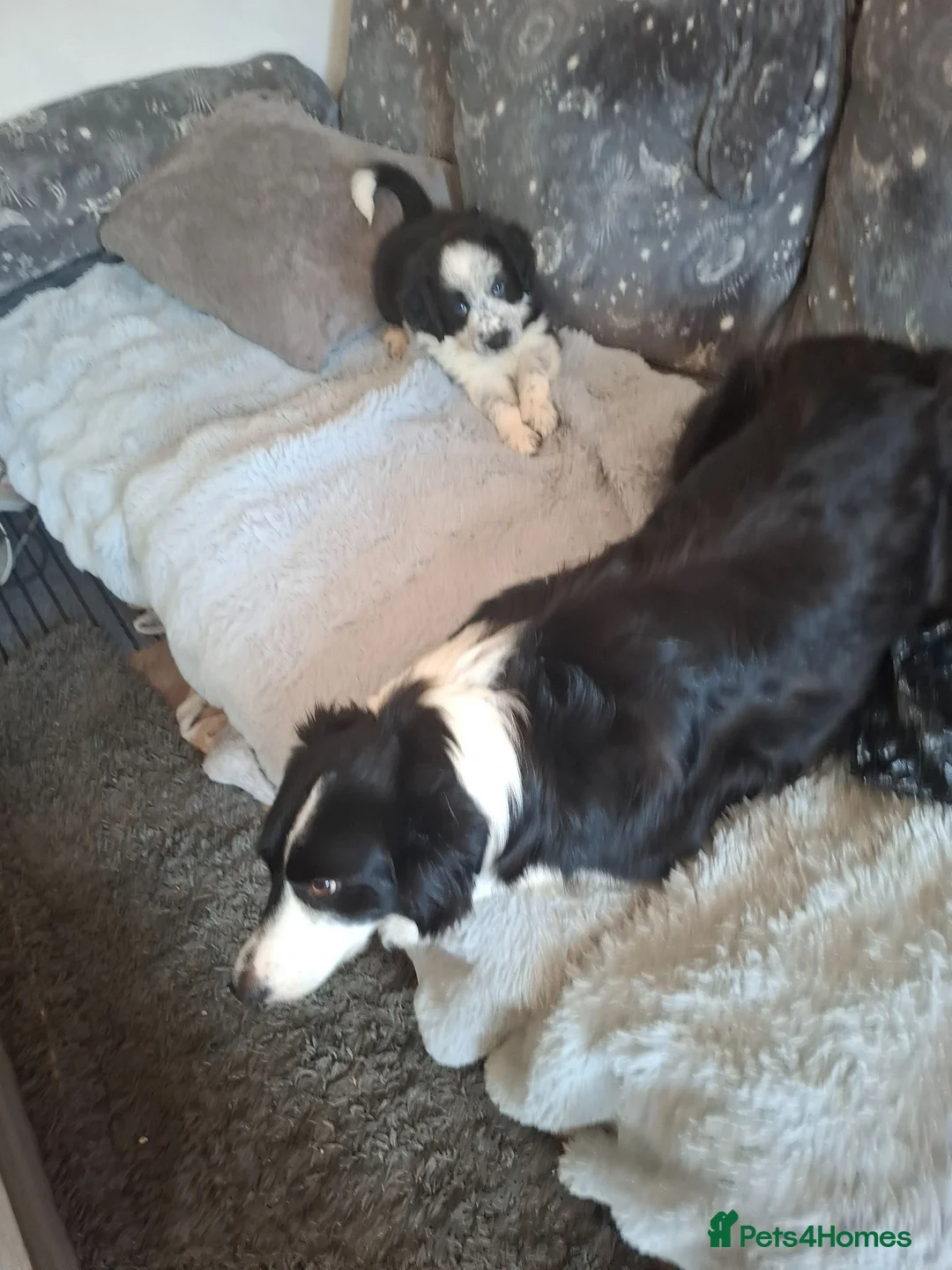 Border Collie dogs for sale: Beautiful Male collie in Exeter - Advert 8