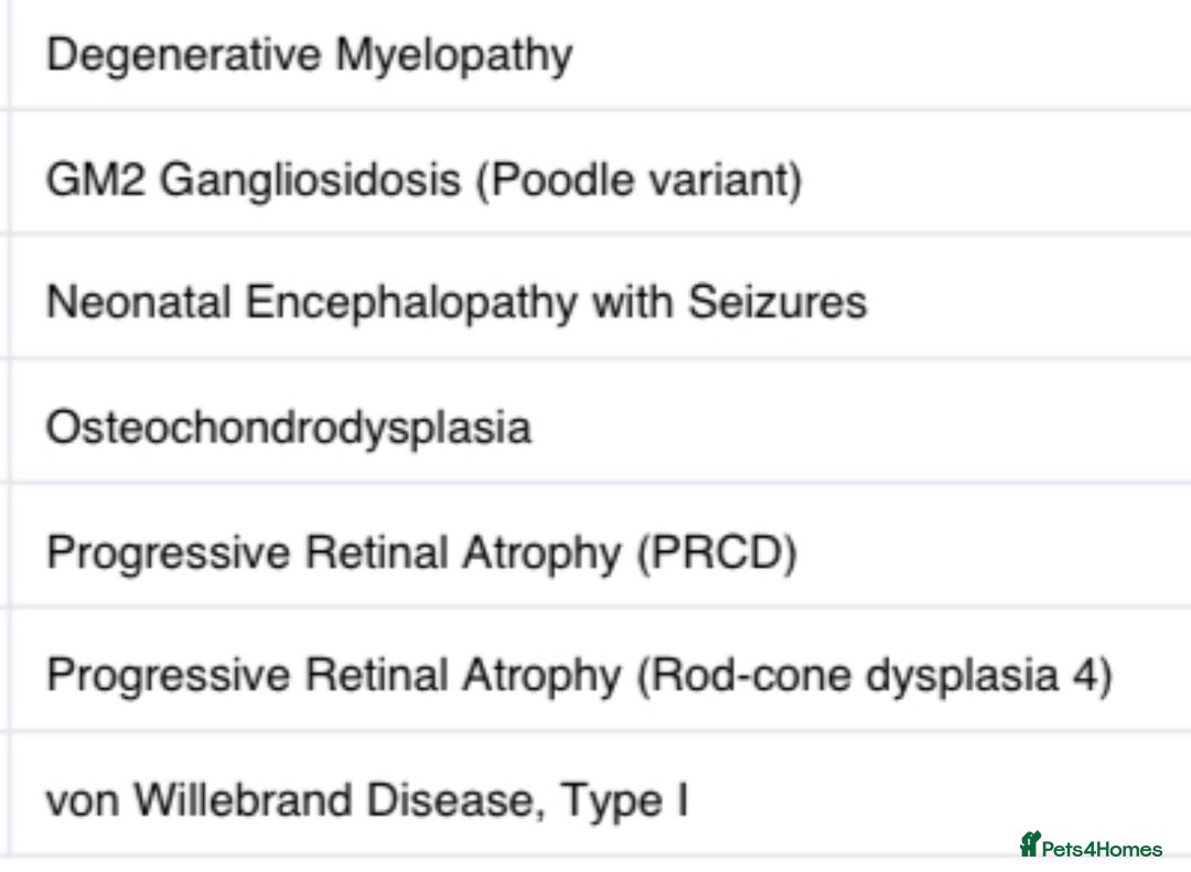 Miniature Poodle dogs for stud: Chocolate miniature poodle for stud only  - Advert 2