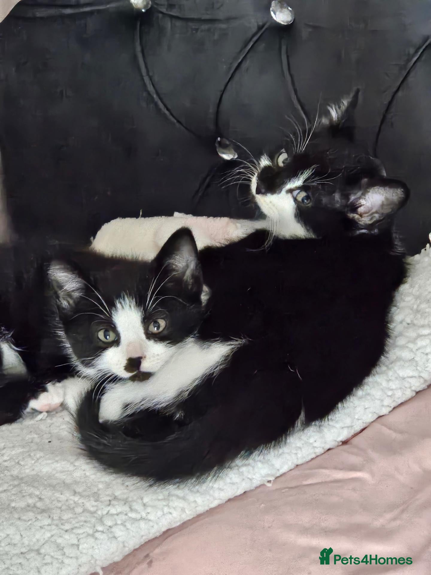 Mixed Breed cats  7 adorable kittens looking for their forever home - Advert 4