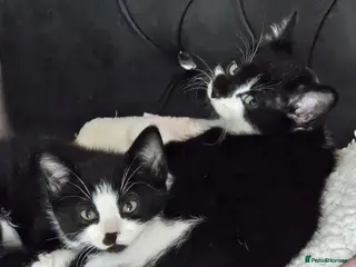 Mixed Breed cats 7 adorable kittens looking for their forever home - Advert 4