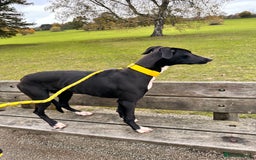 Mixed Breed dogs for sale: ATHENA - LURCHER X GREYHOUND PUP - Advert 3