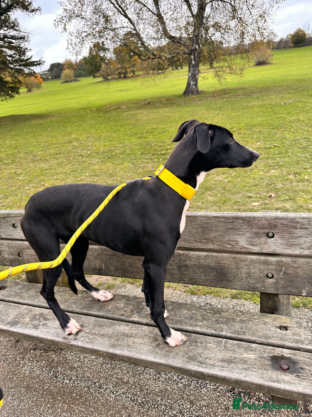 Mixed Breed dogs for sale: ATHENA - LURCHER X GREYHOUND PUP - Advert 3