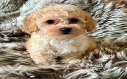 Maltipoo dogs for sale: BEAUTIFUL MALTIPOO PUPPIES READY TO LEAVE!  - Image 2