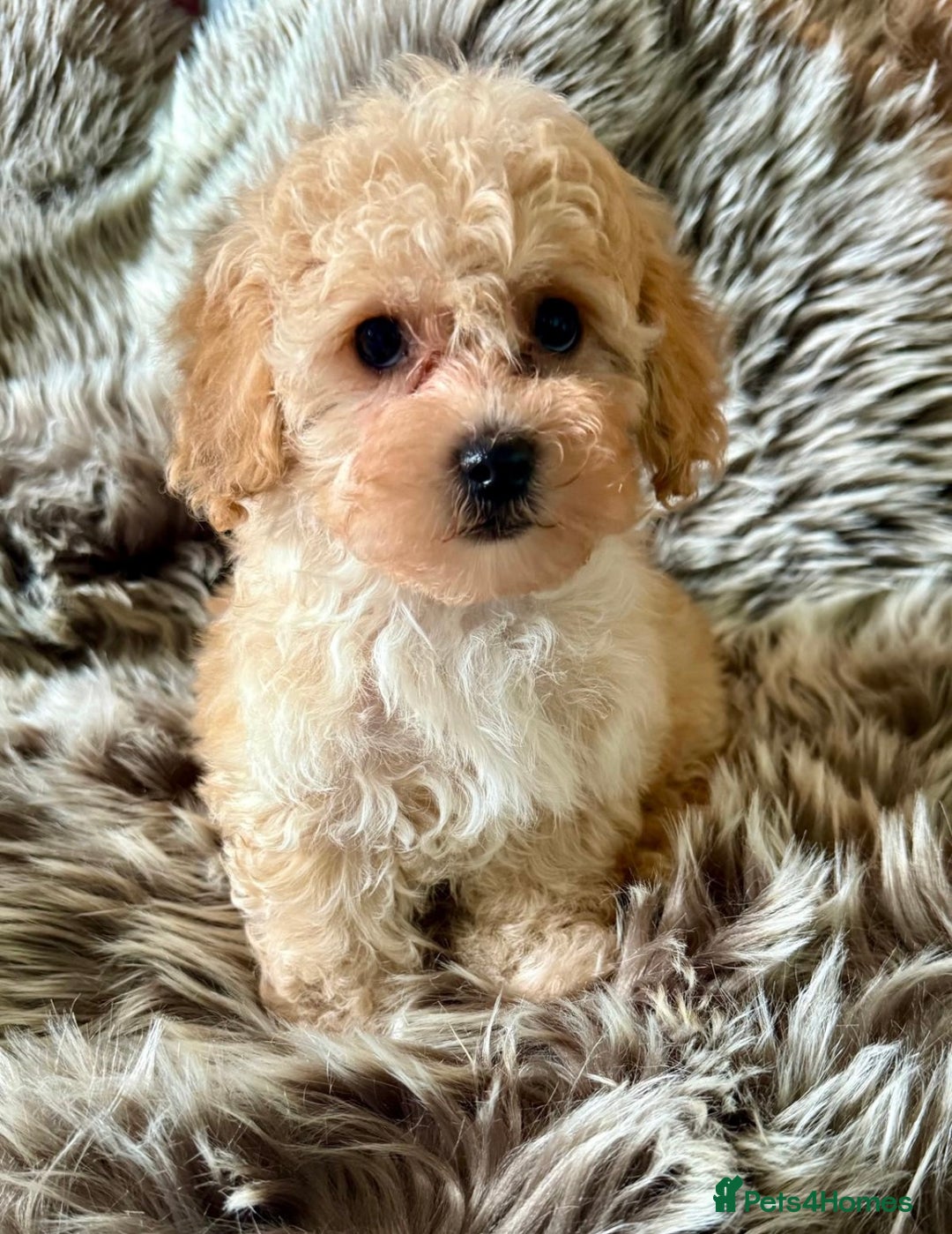 Maltipoo dogs for sale: BEAUTIFUL MALTIPOO PUPPIES READY TO LEAVE!  - Image 2
