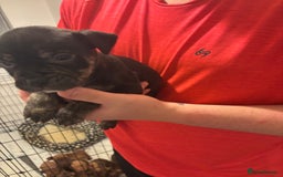 Staffordshire Bull Terrier dogs for sale: Staffs pups (non kc) - Image 2
