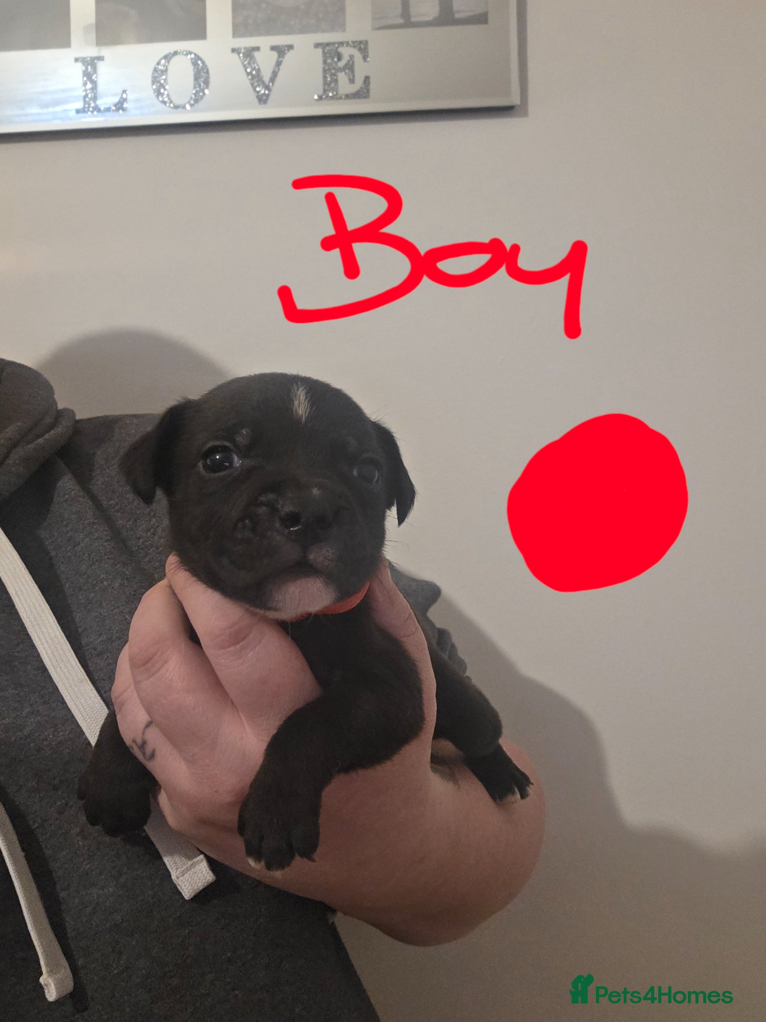 Staffordshire Bull Terrier dogs Staffordshire bull terrier pups  - Advert 8