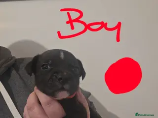 Staffordshire Bull Terrier dogs Staffordshire bull terrier pups - Advert 2