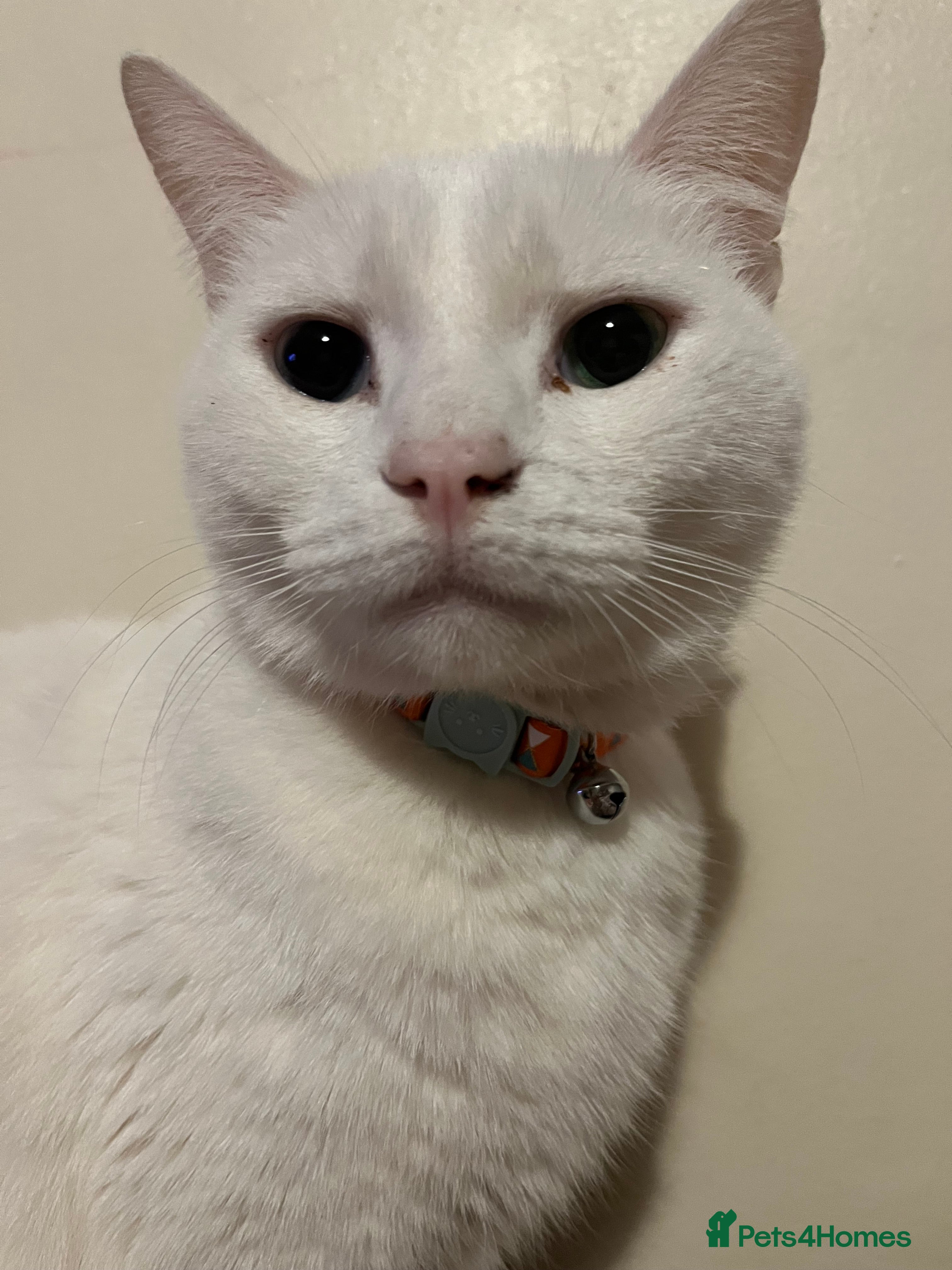 Mixed Breed cats Urgent 4 cats for rehome (can go separate if need) - Advert 1