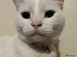 Mixed Breed cats Urgent 4 cats for rehome (can go separate if need) - Advert 1