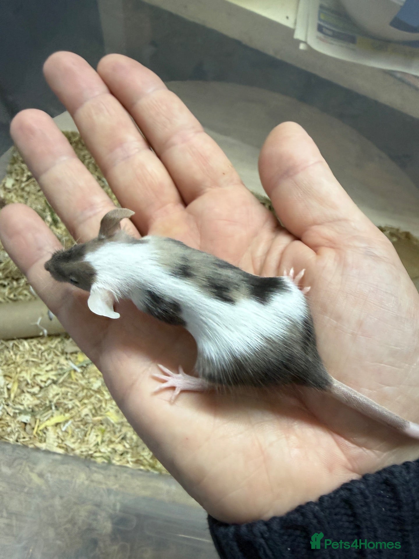 Mouse rodents Female Mice Looking for New Homes - Advert 1